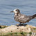 Black Tern